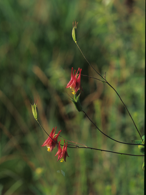 Aquilegia canadensis (Eastern red columbine) #21327