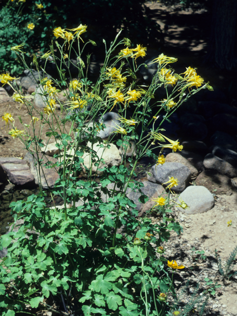 Aquilegia chrysantha (Golden columbine) #21329