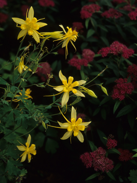 Aquilegia chrysantha (Golden columbine) #21330