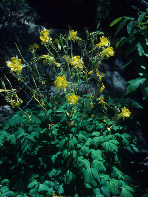Aquilegia longissima (Longspur columbine) #21338