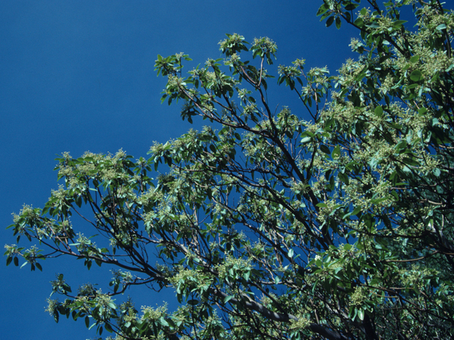 Arbutus xalapensis (Texas madrone) #21347