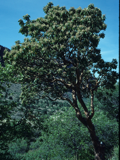 Arbutus xalapensis (Texas madrone) #21351