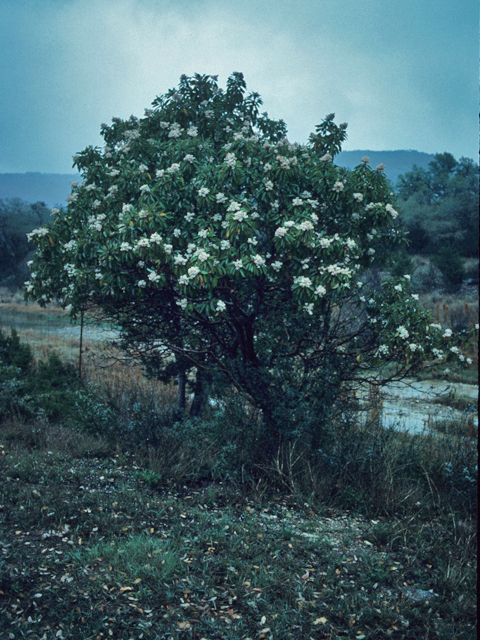 Arbutus xalapensis (Texas madrone) #21352
