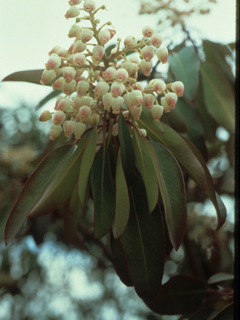 Arbutus xalapensis (Texas madrone) #21354