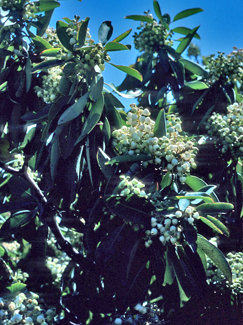 Arbutus xalapensis (Texas madrone) #21355