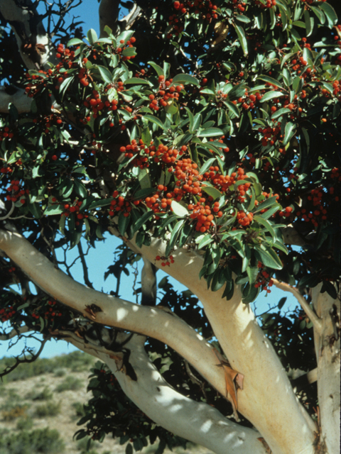 Arbutus xalapensis (Texas madrone) #21356