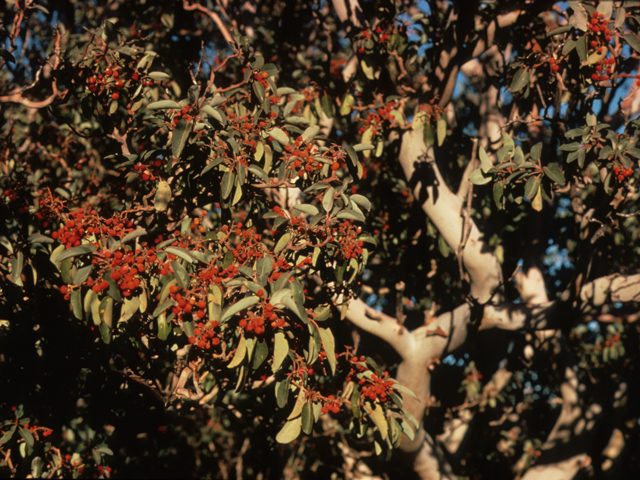 Arbutus xalapensis (Texas madrone) #21358