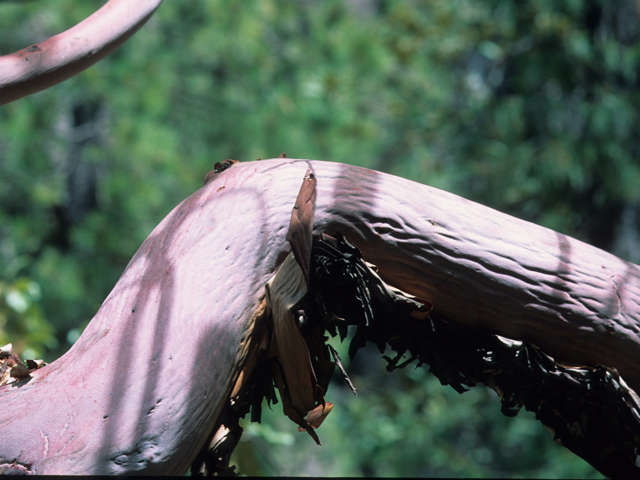 Arbutus xalapensis (Texas madrone) #21359