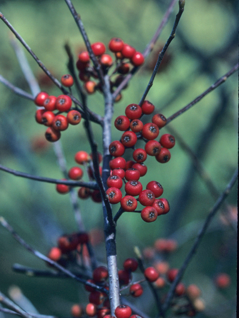 Aronia arbutifolia (Red chokeberry) #21389