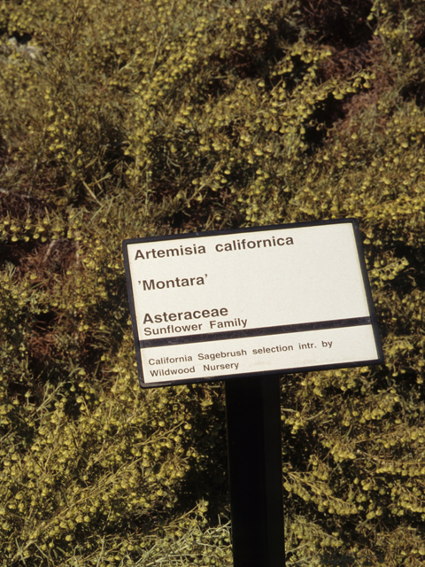 Artemisia californica (Coastal sagebrush) #21390
