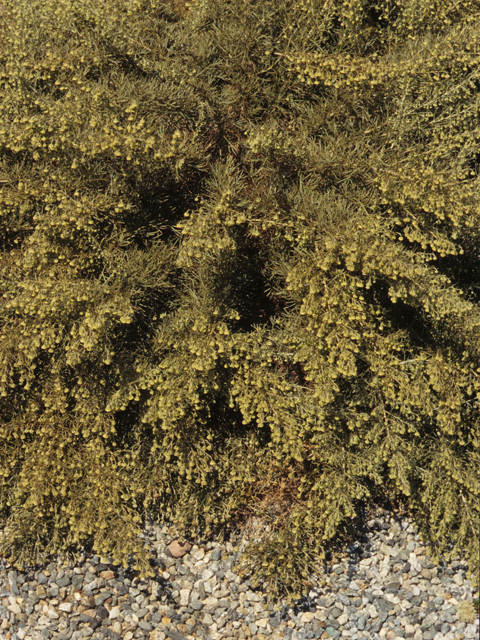 Artemisia californica (Coastal sagebrush) #21391