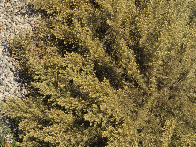 Artemisia californica (Coastal sagebrush) #21392