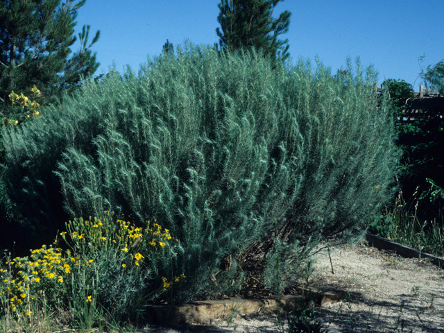 Artemisia filifolia (Sand sagebrush) #21393