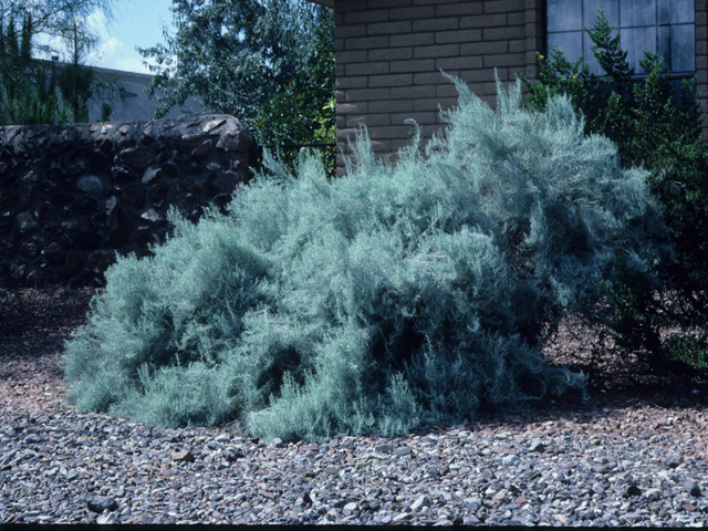 Artemisia filifolia (Sand sagebrush) #21394