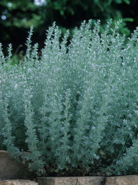 Artemisia frigida (Prairie sagewort) #21398