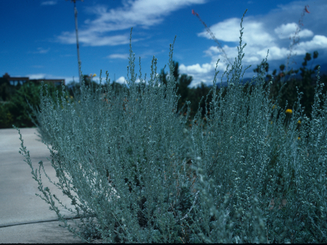 Artemisia frigida (Prairie sagewort) #21399