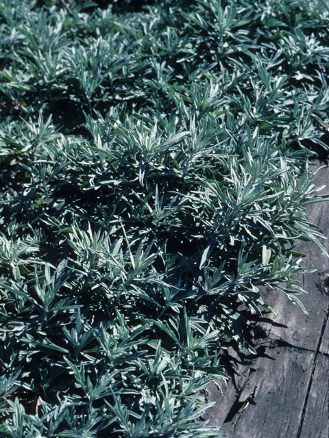 Artemisia ludoviciana (Louisiana artemisia) #21400