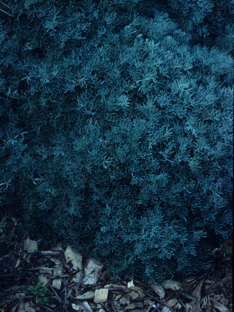 Artemisia pycnocephala (Beach sagebrush) #21404