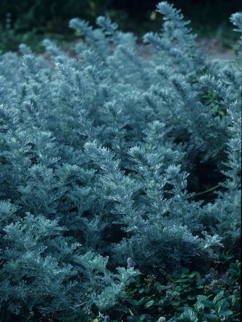 Artemisia pycnocephala (Beach sagebrush) #21406