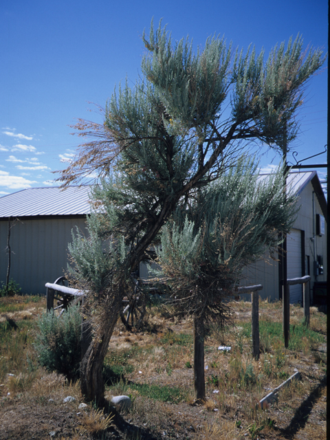 Artemisia tridentata (Big sagebrush) #21409