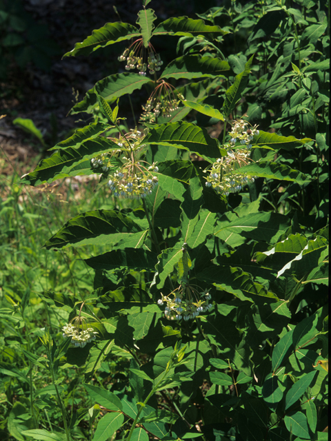 Asclepias exaltata (Poke milkweed) #21418