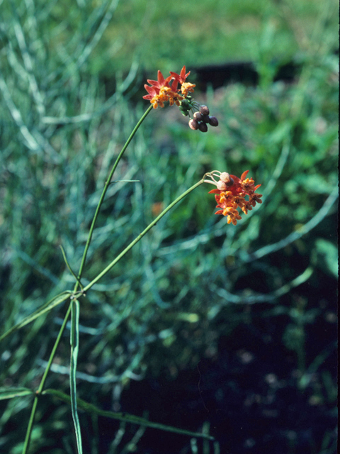 Asclepias lanceolata (Fewflower milkweed) #21424