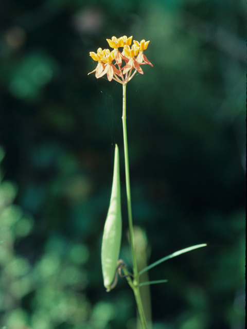 Asclepias lanceolata (Fewflower milkweed) #21425