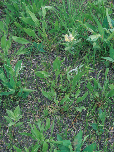 Asclepias ovalifolia (Oval-leaf milkweed) #21429