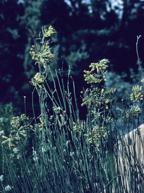 Asclepias subulata (Rush milkweed) #21434