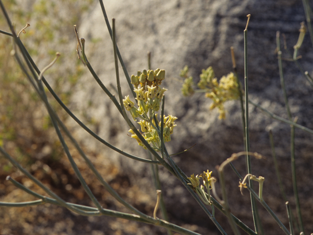Asclepias subulata (Rush milkweed) #21438