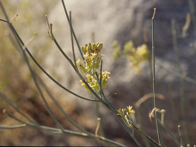 Asclepias subulata (Rush milkweed) #21439