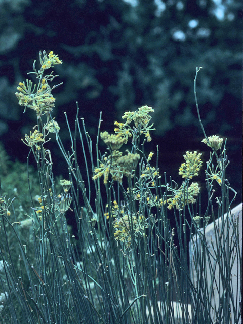 Asclepias subulata (Rush milkweed) #21440