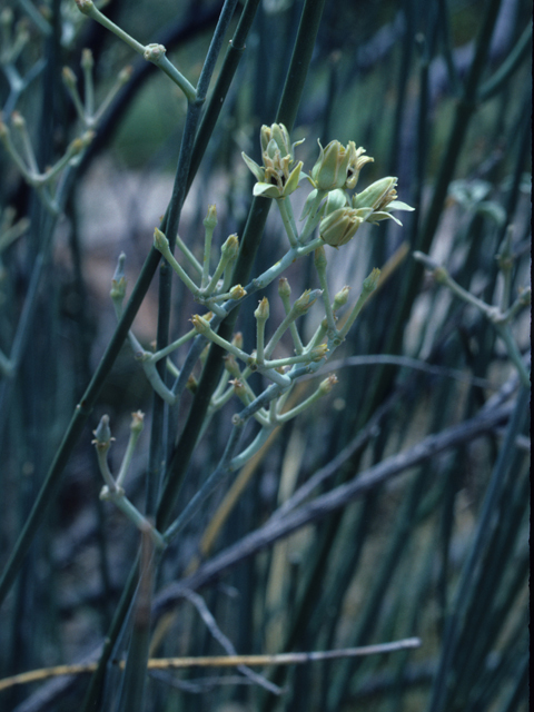 Asclepias subulata (Rush milkweed) #21442