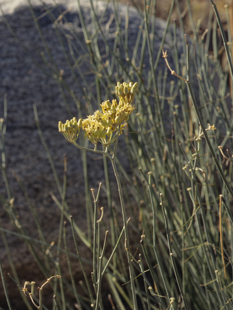 Asclepias subulata (Rush milkweed) #21443