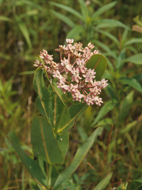 Asclepias sullivantii (Prairie milkweed) #21445