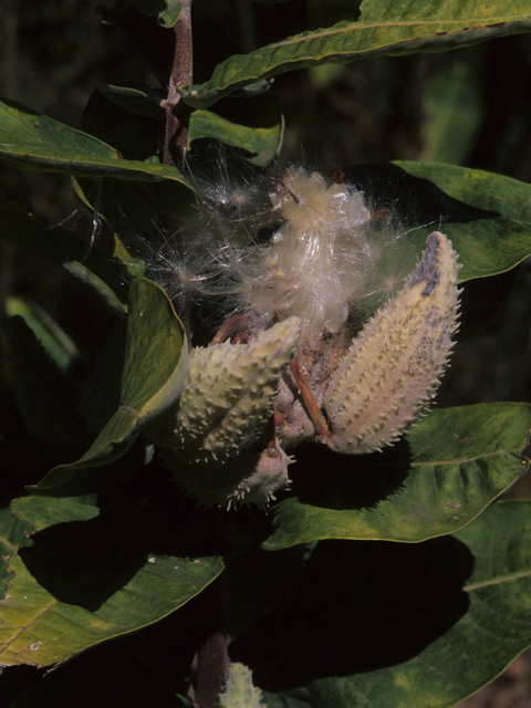 Asclepias syriaca (Common milkweed) #21446