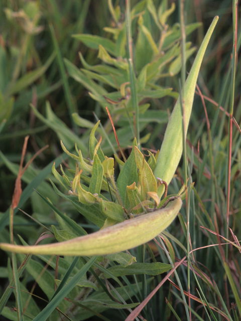 Asclepias viridis (Green milkweed) #21455