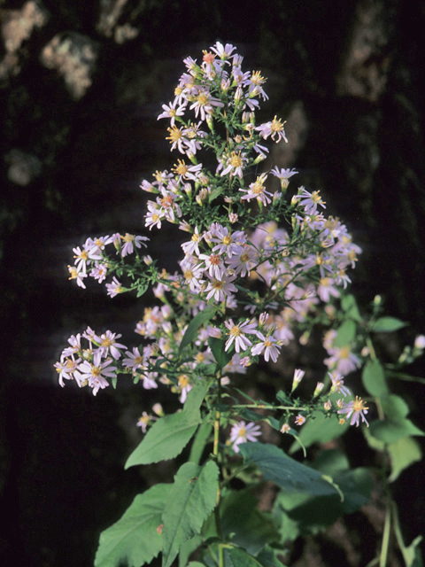 Symphyotrichum cordifolium (Broad-leaved aster) #21461