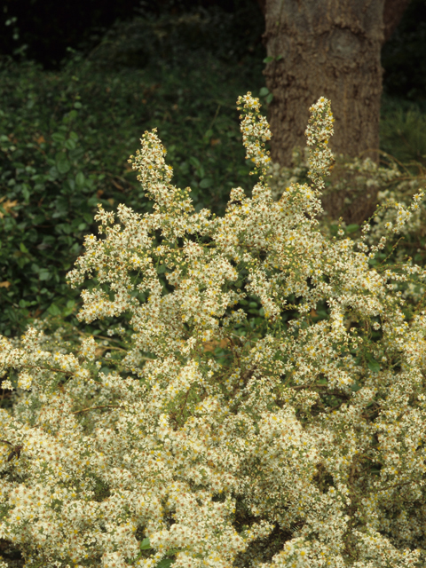 Symphyotrichum ericoides var. ericoides (White heath aster) #21462