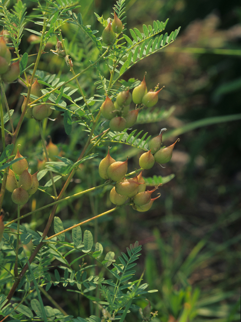 Astragalus canadensis (Canadian milkvetch) #21498