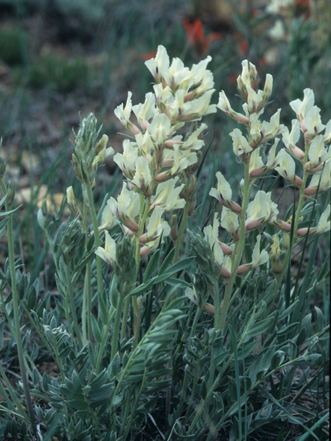 Astragalus racemosus (Cream milkvetch) #21500