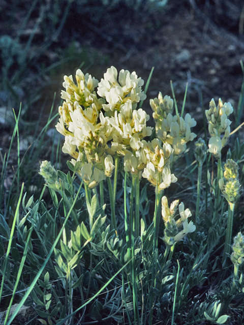 Astragalus racemosus (Cream milkvetch) #21501