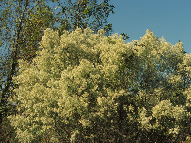 Baccharis halimifolia (Groundseltree) #21508