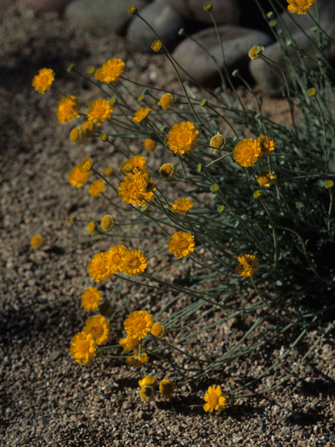 Baileya multiradiata (Desert marigold) #21517