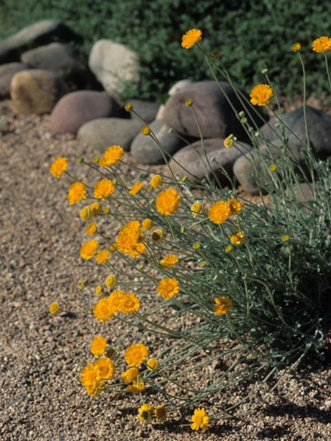 Baileya multiradiata (Desert marigold) #21518