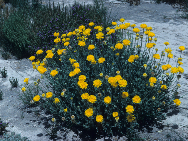 Baileya multiradiata (Desert marigold) #21519