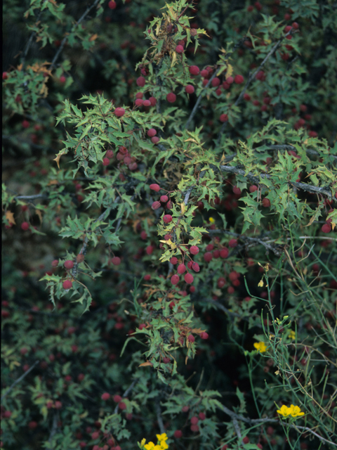 Mahonia haematocarpa (Red barberry) #21549