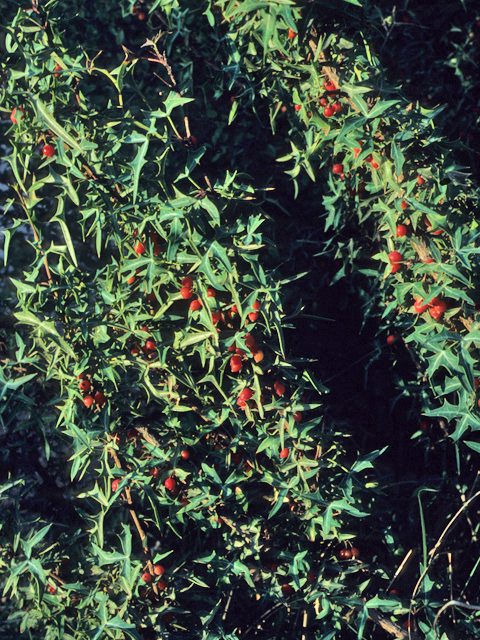 Mahonia trifoliolata (Agarita) #21558