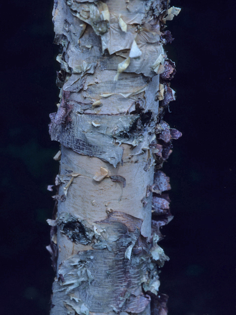 Betula nigra (River birch) #21570