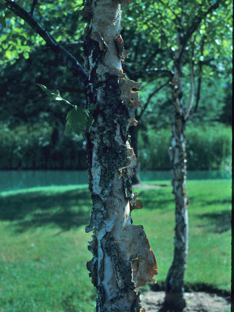 Betula nigra (River birch) #21571